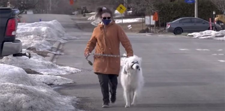 doggo dog, pet, rescue