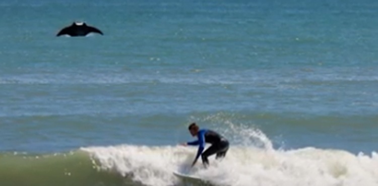 Giant manta ray photobomb surfer florida beach