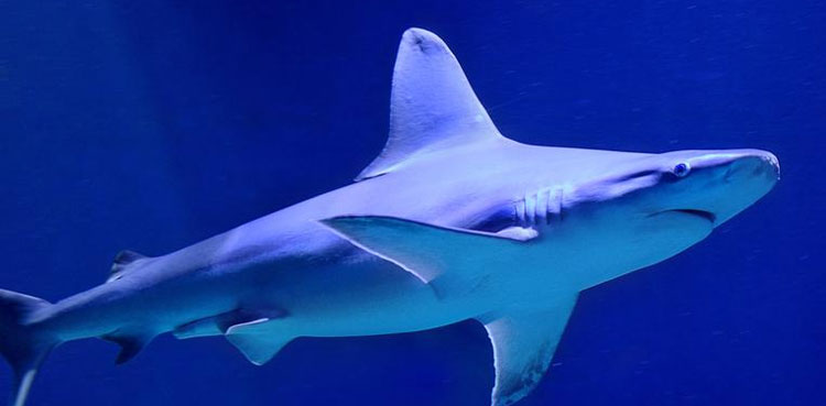 man-guilty-sharks