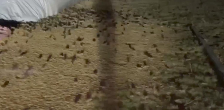 Australia Plague of mice