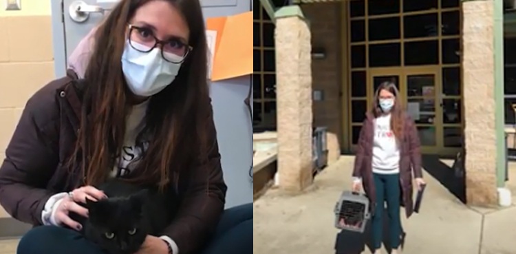 missing cat reunite owner shelter