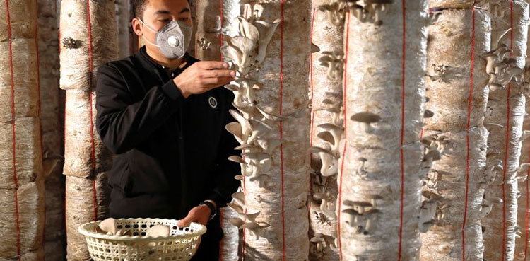 afghan man mushroom farming