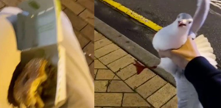man seagull eats chips