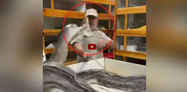 Snack attacks zookeeper