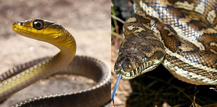 snake catcher