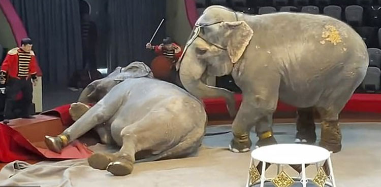 spectators-brawl-russian-circus-elephants