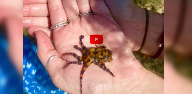 Woman dangerous animals video