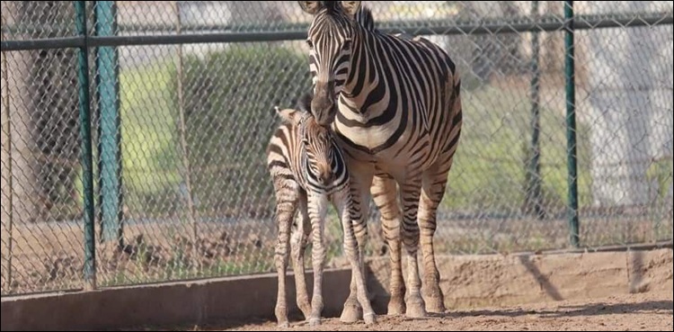 baby, zebra, Peshawar zoo
