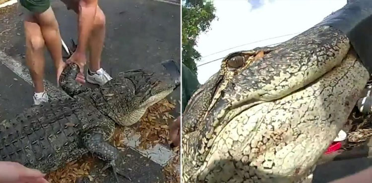 alligator-found-beneath-car