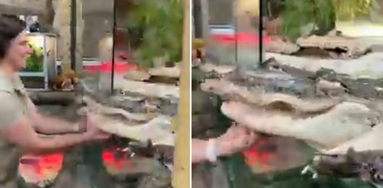 alligators chin scratches reptile zoo viral video