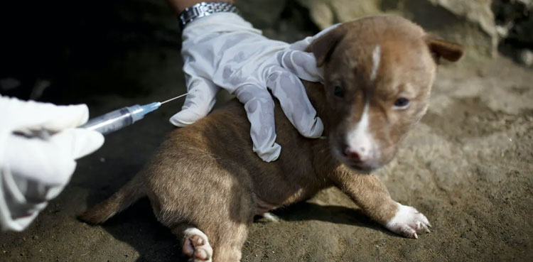 dog coronavirus vaccine chile veterinary surgeons