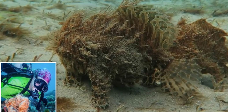diver hairy creatures spotted walking