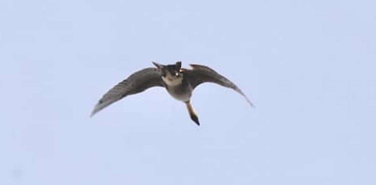 strange photo flying cat hawaiian goose nene