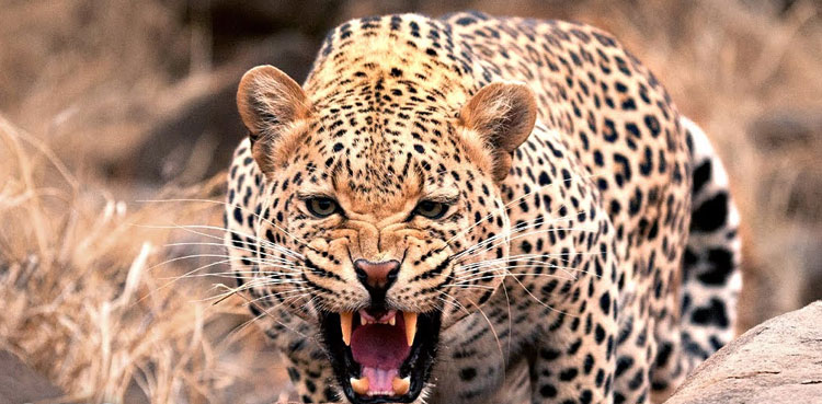 Leopard Dead at Margalla Hills