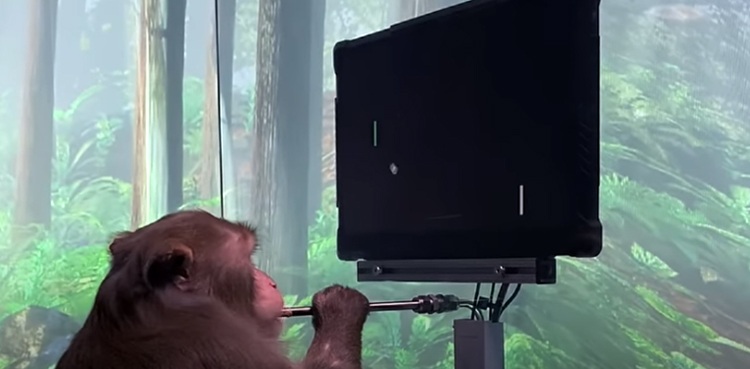 Video shows monkey playing Pong with its brain-computer technology