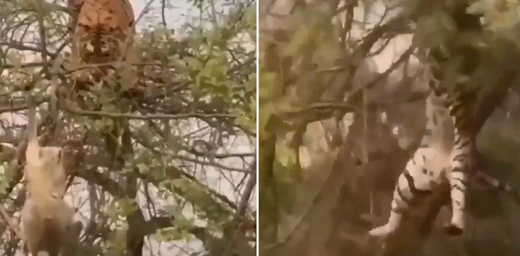 viral video monkey tiger tree-top encounter