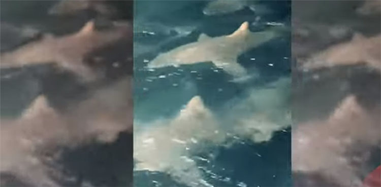 fisherman, sharks, chase