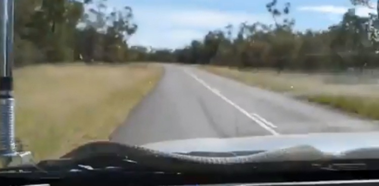 video snake car windshield road trip