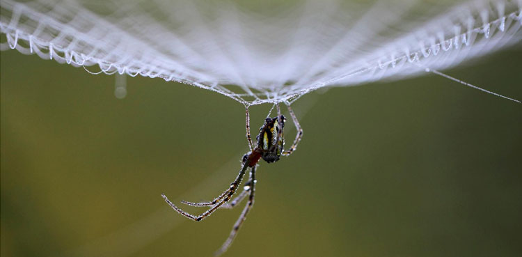 spider's web music