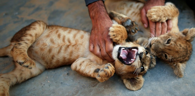 saudi arabia jail term hefty fine wild animals