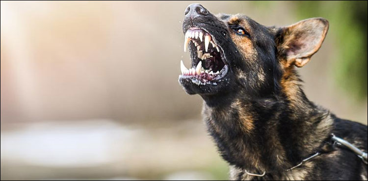 pet dog owner, lawyer, dog attack, euthanize,