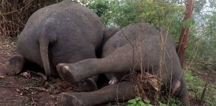lightning bolt, elephant