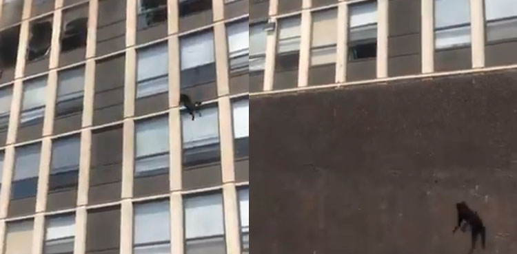 flying cat viral video jumping 5th floor blazing building chicago