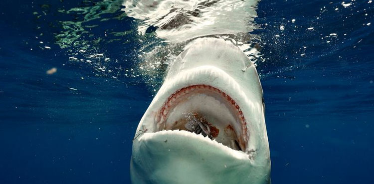 shark bite treatment leg bitten