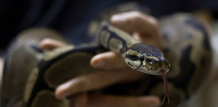 snake, karachi