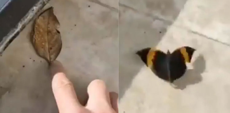 dry leaf butterfly viral video