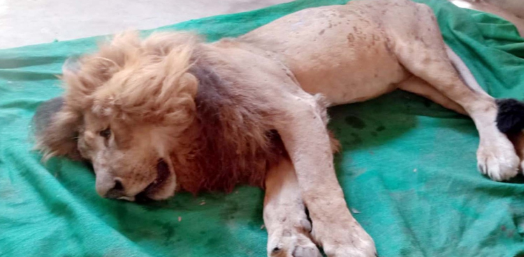 Another-Karachi-Zoo-lion-dies-of-'old-age'