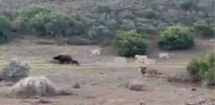 lion buffalo
