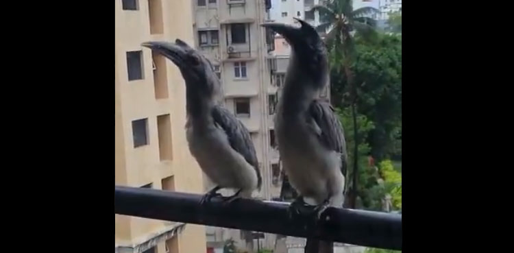 grey hornbill viral rare bird