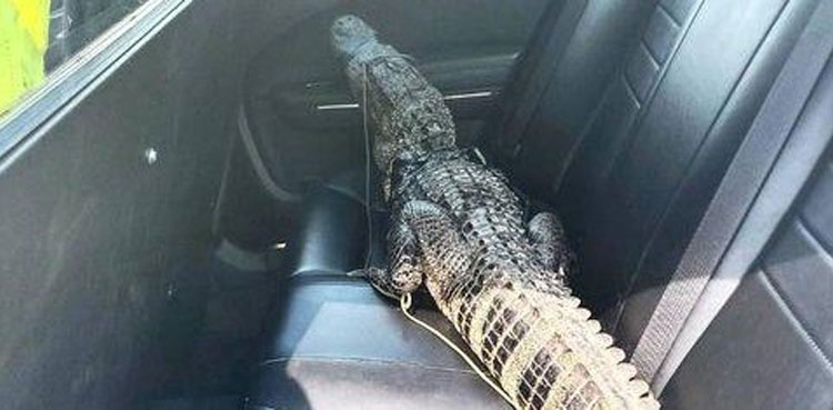 alligator-ride-patrol-florida