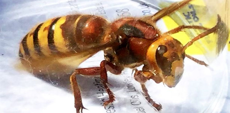 asian-hornets-UK