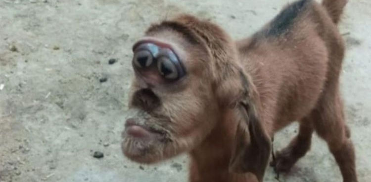 baby-goat-monkey-like-head-Egypt