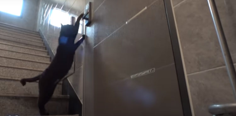 cat password door viral