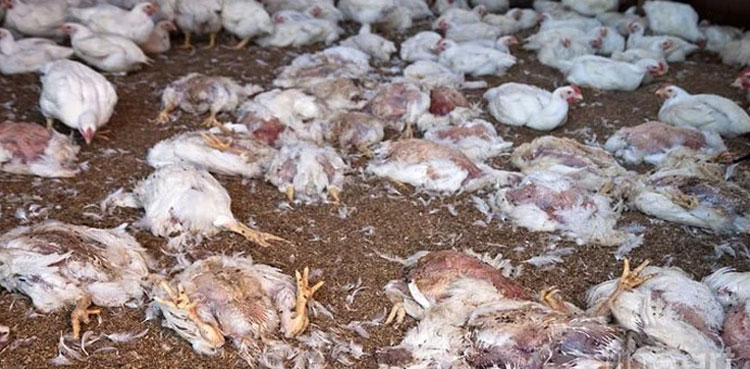 dead chickens truck okara poultry farm lahore