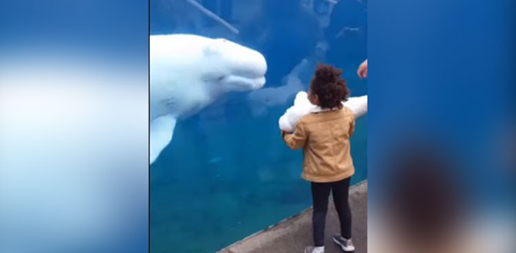 beluga whale reaction toy whale