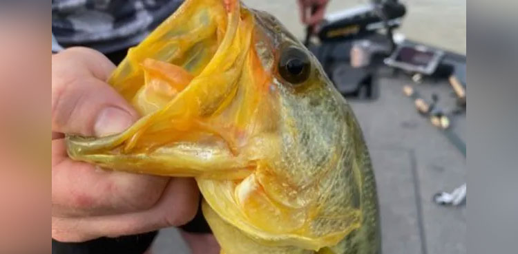 golden largemouth bass fish