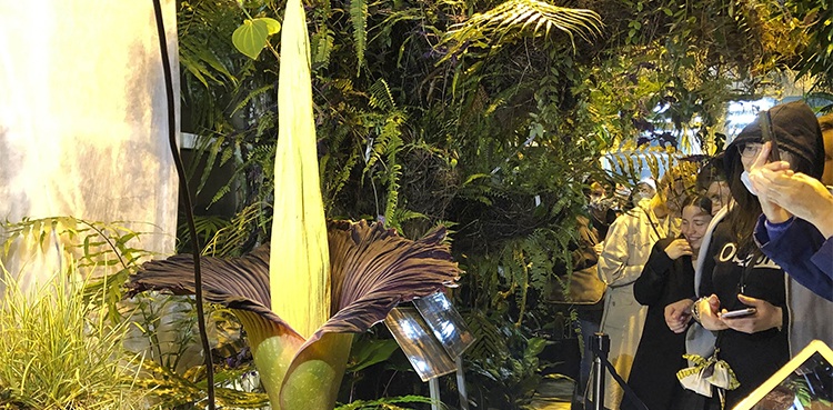 corpse flower , Sumatran Titan, bloom,