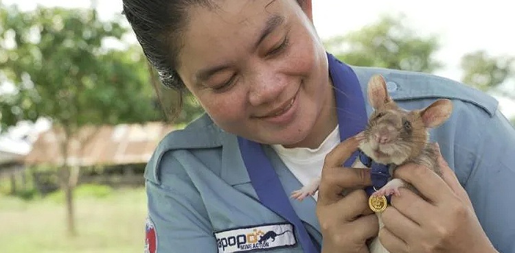 Magawa rat