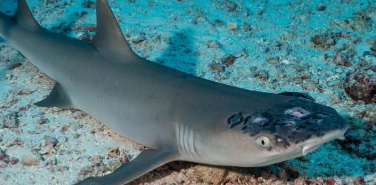 malaysia reef sharks stricken mystery skin disease