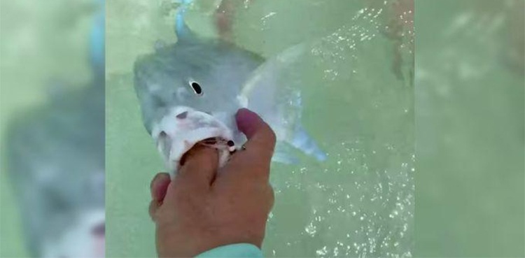 sharks, fish, Tiktok video