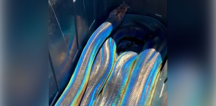 Rainbow coloured python