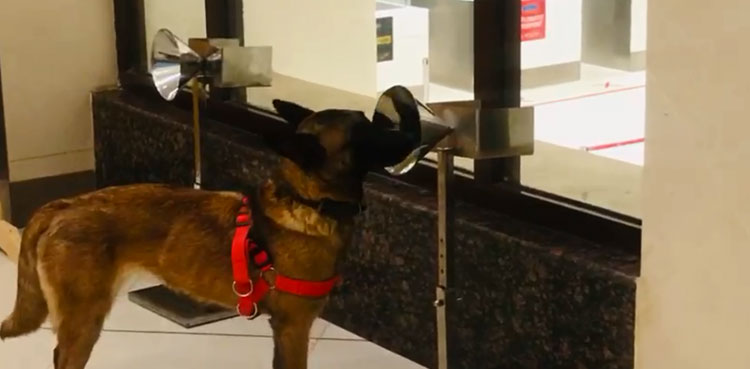 inbound passengers covid-19 sniffer dogs peshawar airport