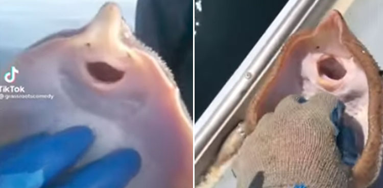 tickling a stingray viral video debate animal cruelty tiktok
