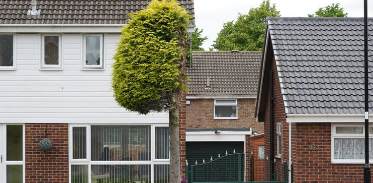 tree cut in half neighbourly dispute tourist attraction pigeon poo