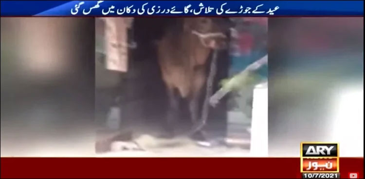 Cow tailor shop karachi