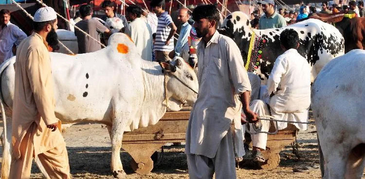 Eidul azha sops sindh
